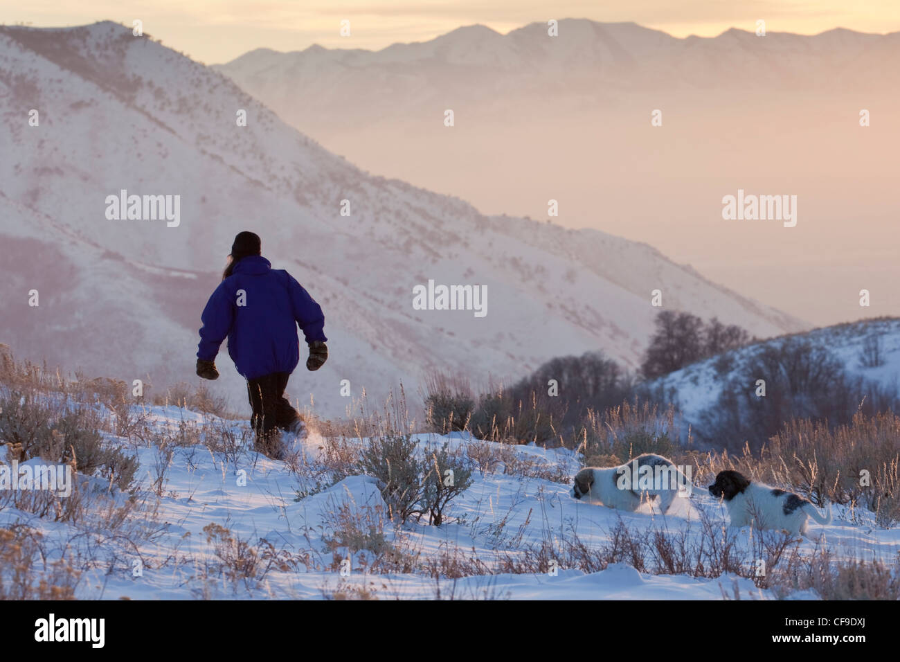 Deux chiots mâtin des Pyrénées à la suite d'une femme à travers la neige dans les montagnes au-dessus de Salt Lake City, Utah. Banque D'Images