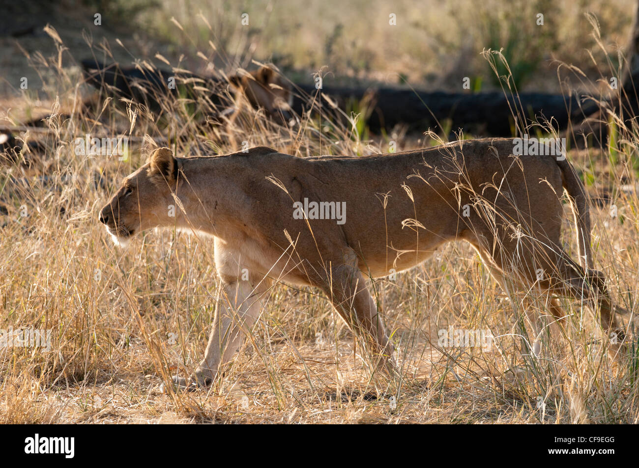 Lionne marchant dans les hautes herbes Banque D'Images