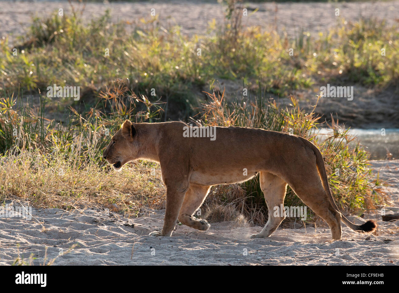 Lionne marcher dans le sable de la rivière Mwausi Banque D'Images