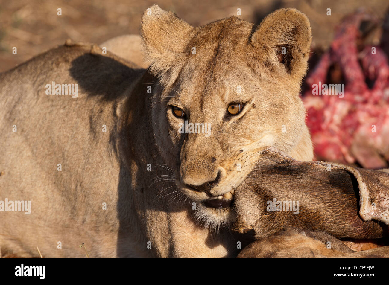 Peau De Lion Banque d'image et photos Alamy