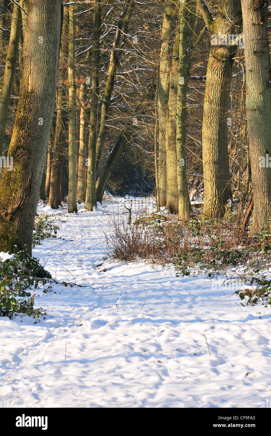 Sentier à travers le bois couvert de neige dans les Chilterns, Oxfordshire, UK Banque D'Images