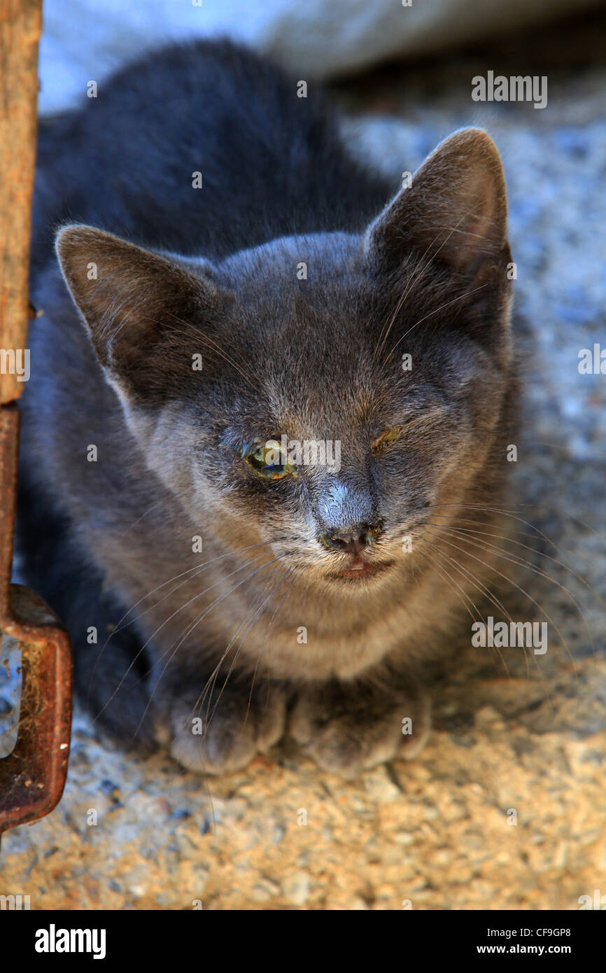 Chaton gris unseeing aveugle, le reste de l'Ferrell cats s'enfuit à mon approche, mais pas celui-ci, il m'attriste de ne pas penser à Banque D'Images