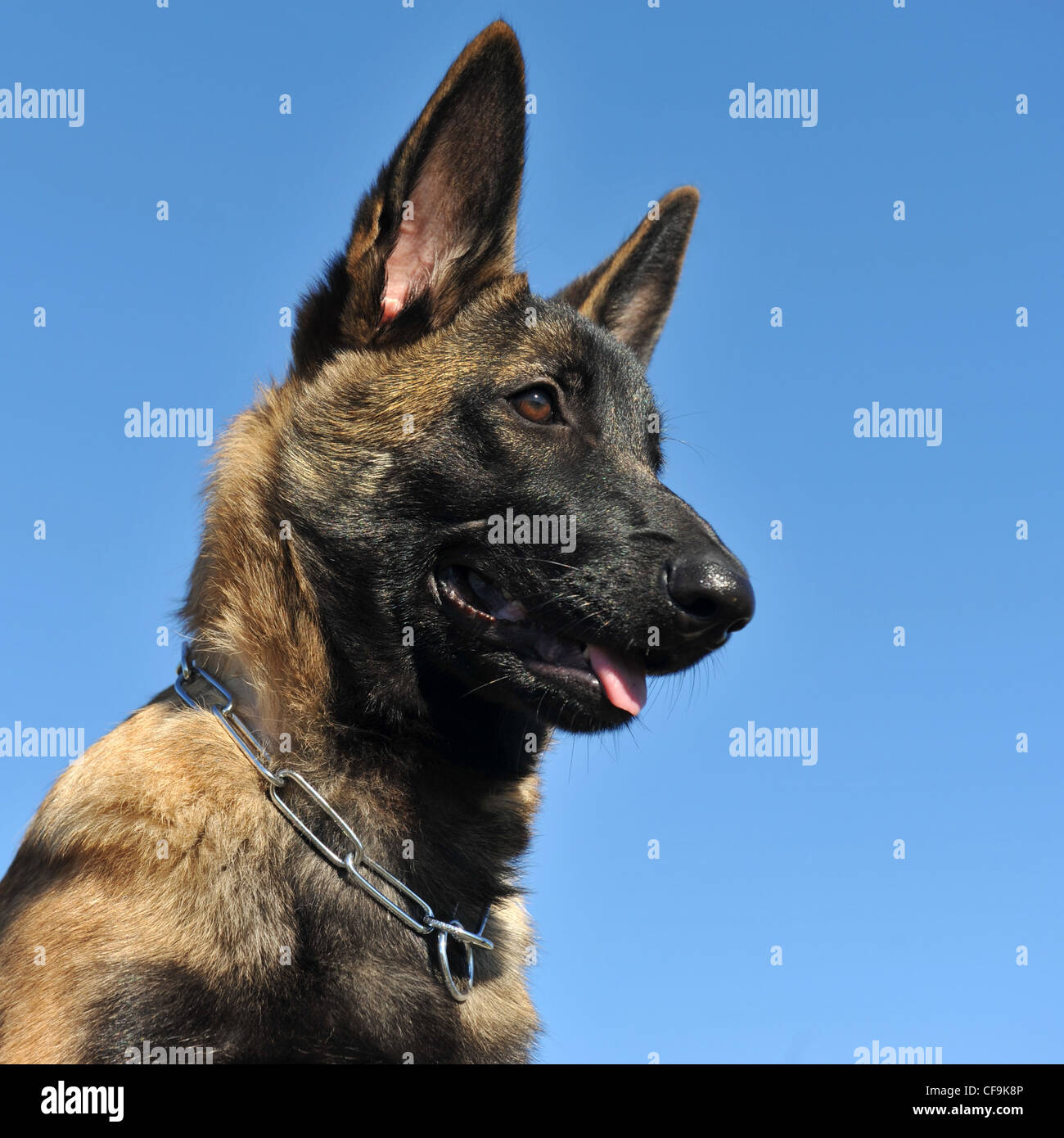 Chiot Berger Belge Malinois Sur Un Ciel Bleu Photo Stock Alamy