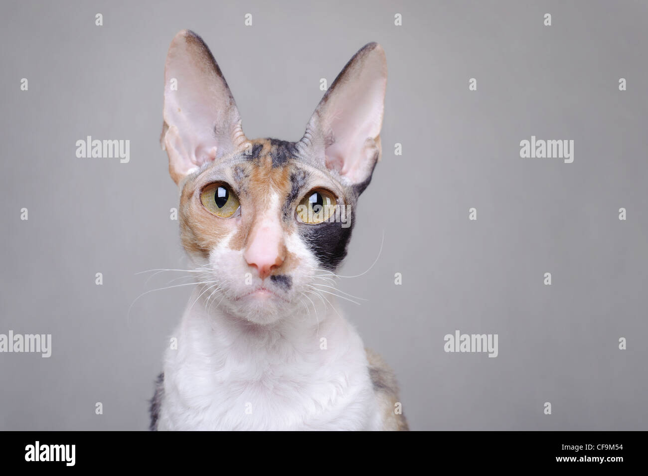 Chat Cornish Rex Banque D'Images