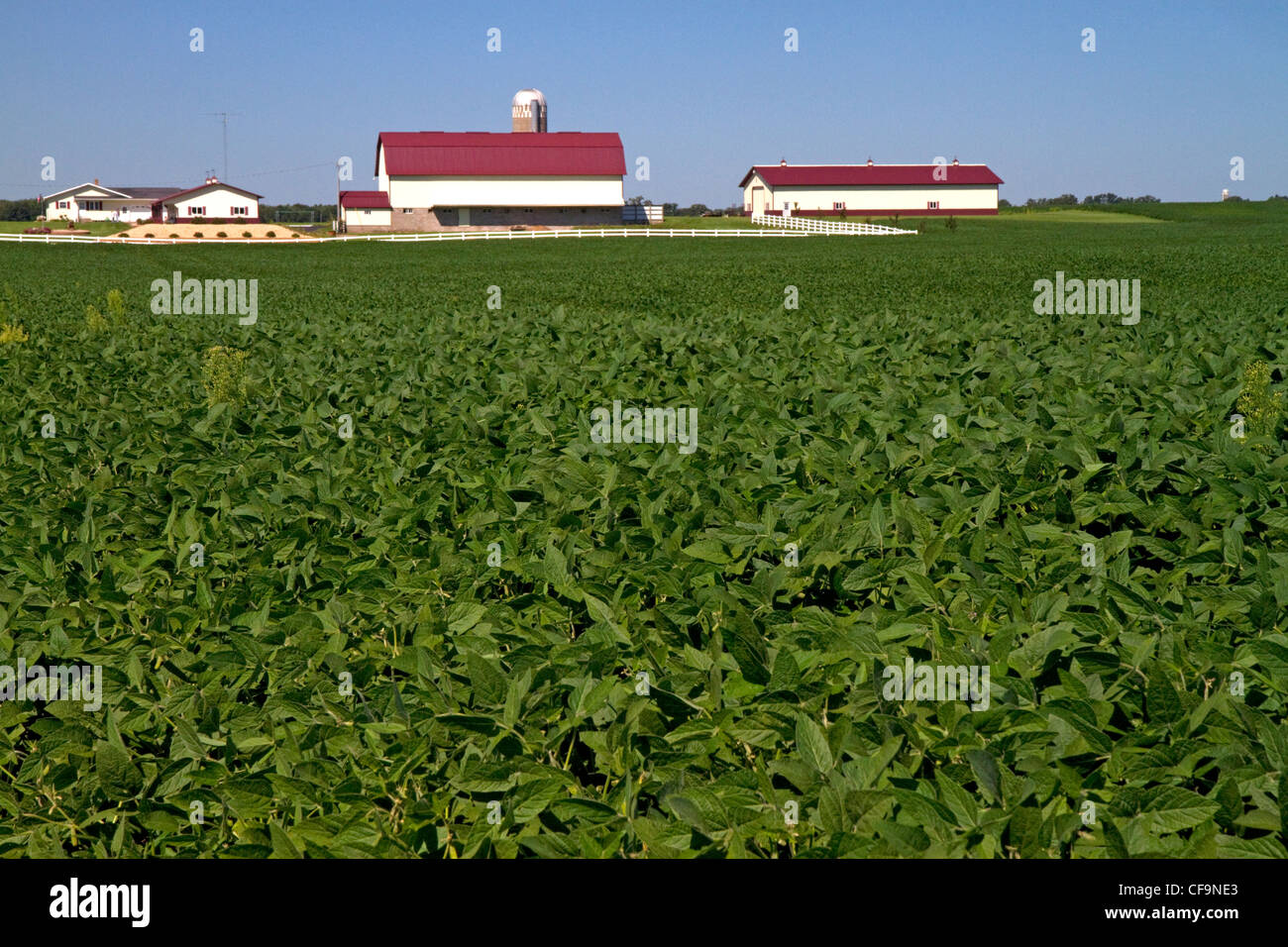 Ferme et récolte de soja au nord d'Eau Claire, Wisconsin, USA. Banque D'Images