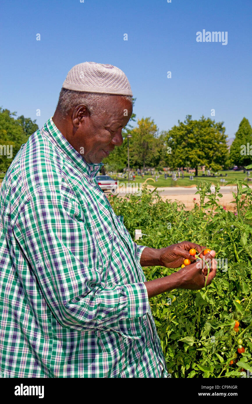 Travail de réfugiés somaliens à un jardin communautaire dans la région de Boise, Idaho, USA. Banque D'Images