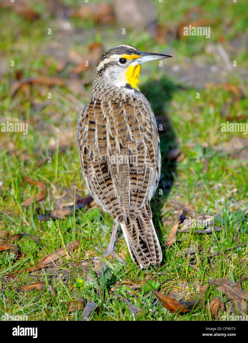 Meadowlark de l'Ouest - Sturnella neglecta, une nester de prairies, vu ici sur le sol. Banque D'Images