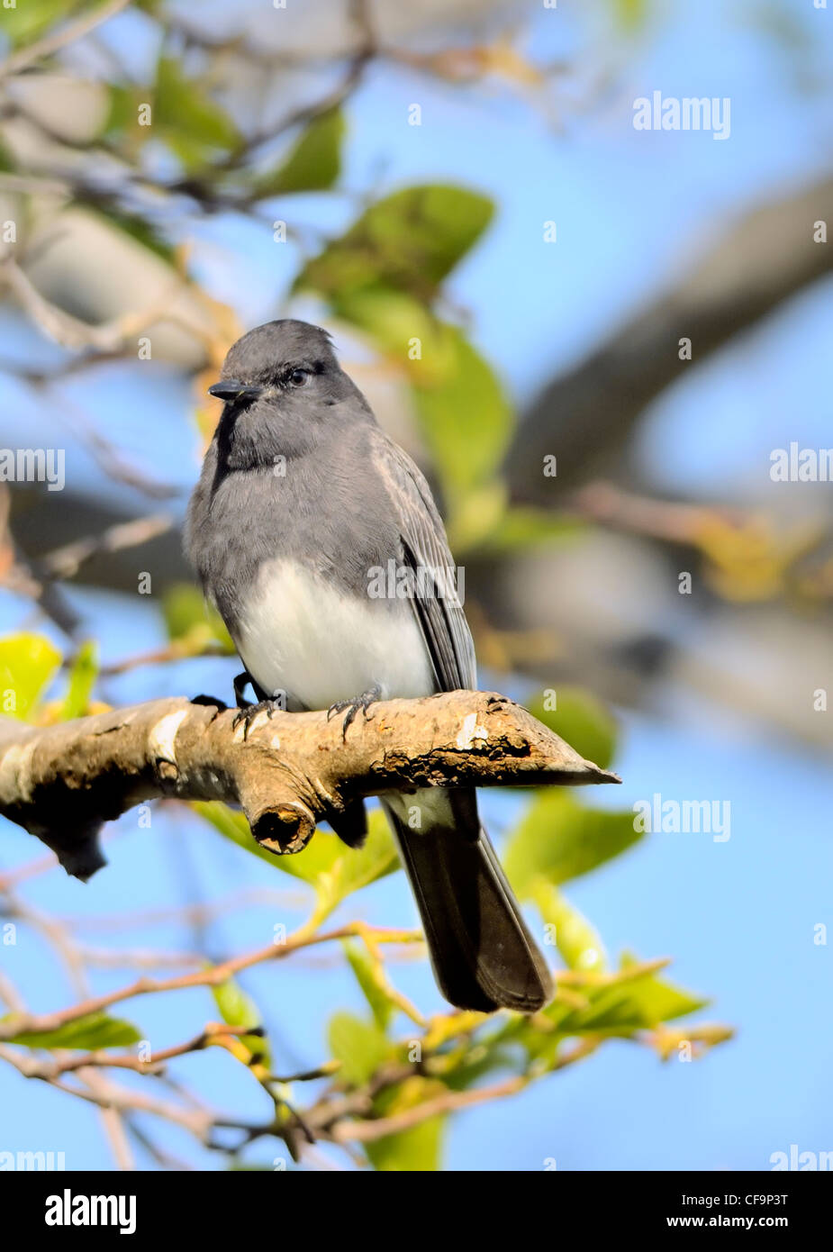 Black Phoebe - Sayornis nigicans. Un oiseau attrape-mouche vu ici perché sur une branche. Banque D'Images