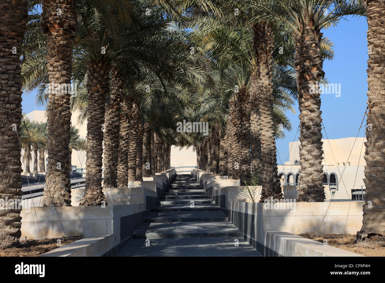 Palmier allée au musée d'Art islamique de Doha, Qatar Banque D'Images
