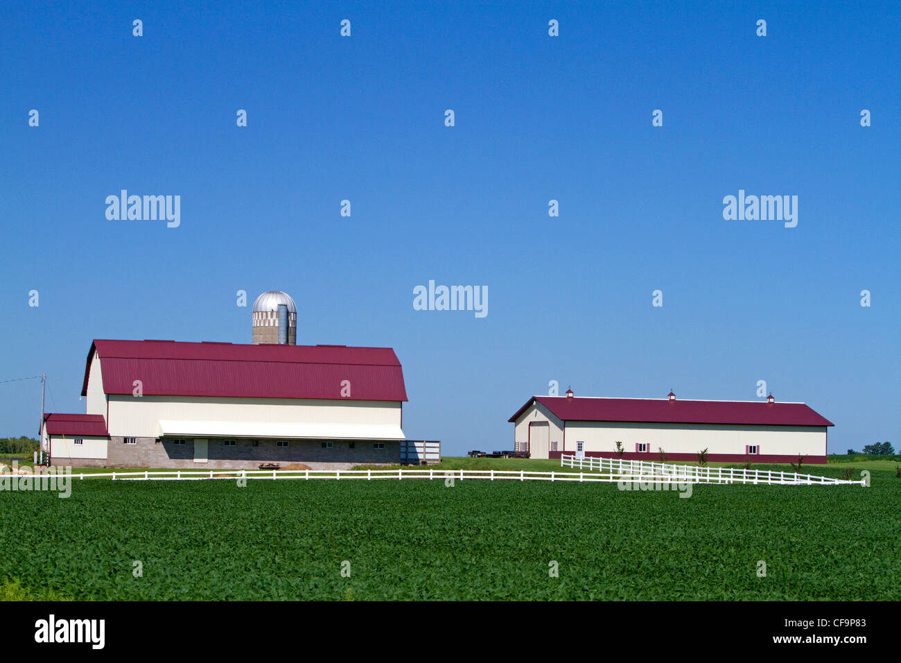 Ferme et récolte de soja au nord d'Eau Claire, Wisconsin, USA. Banque D'Images