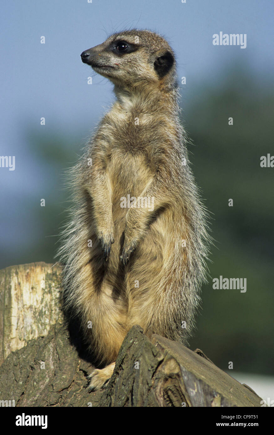 Meerkat Suricata suricatta en posture d'alerte UK Banque D'Images