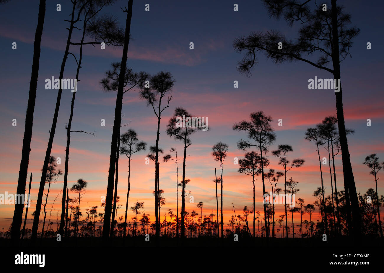 Arbres de pin au coucher du soleil, Parc National des Everglades en Floride Banque D'Images