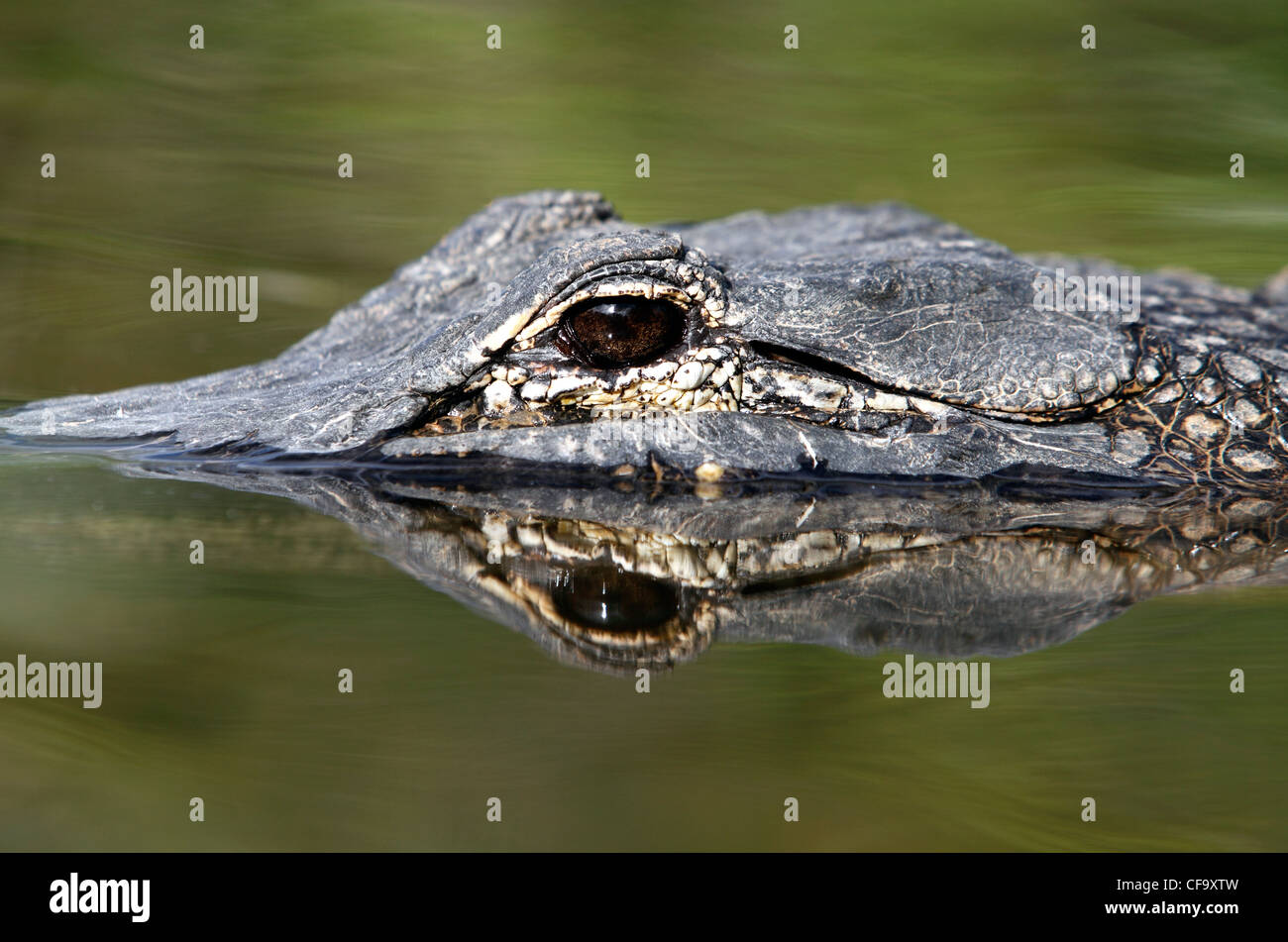 Alligator sauvage, le Parc National des Everglades en Floride Banque D'Images