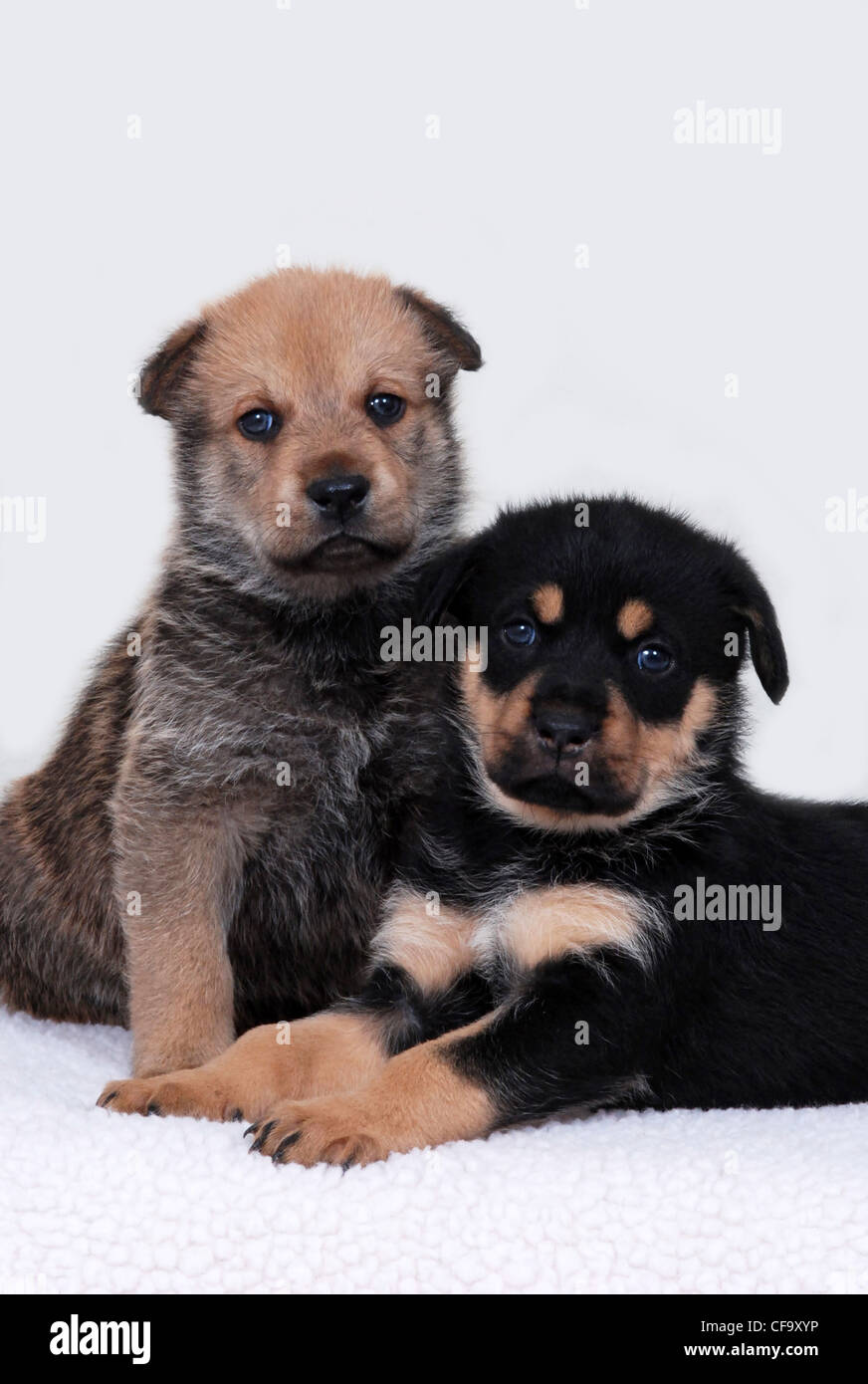 Deux adorables chiots, l'un couché et une seule séance. Sur fond blanc Banque D'Images