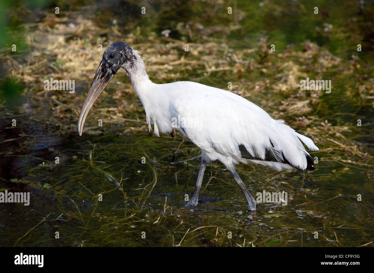 Wood stork, Everglades de Floride Banque D'Images