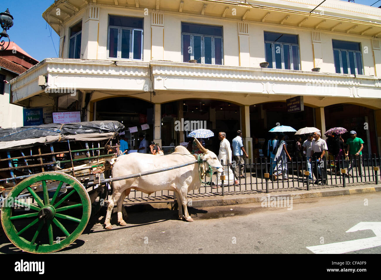 Un panier de bull à l'extérieur de l'hôtel restaurant musulmans ( ) dans la région de Kandy, Sri Lanka. Banque D'Images