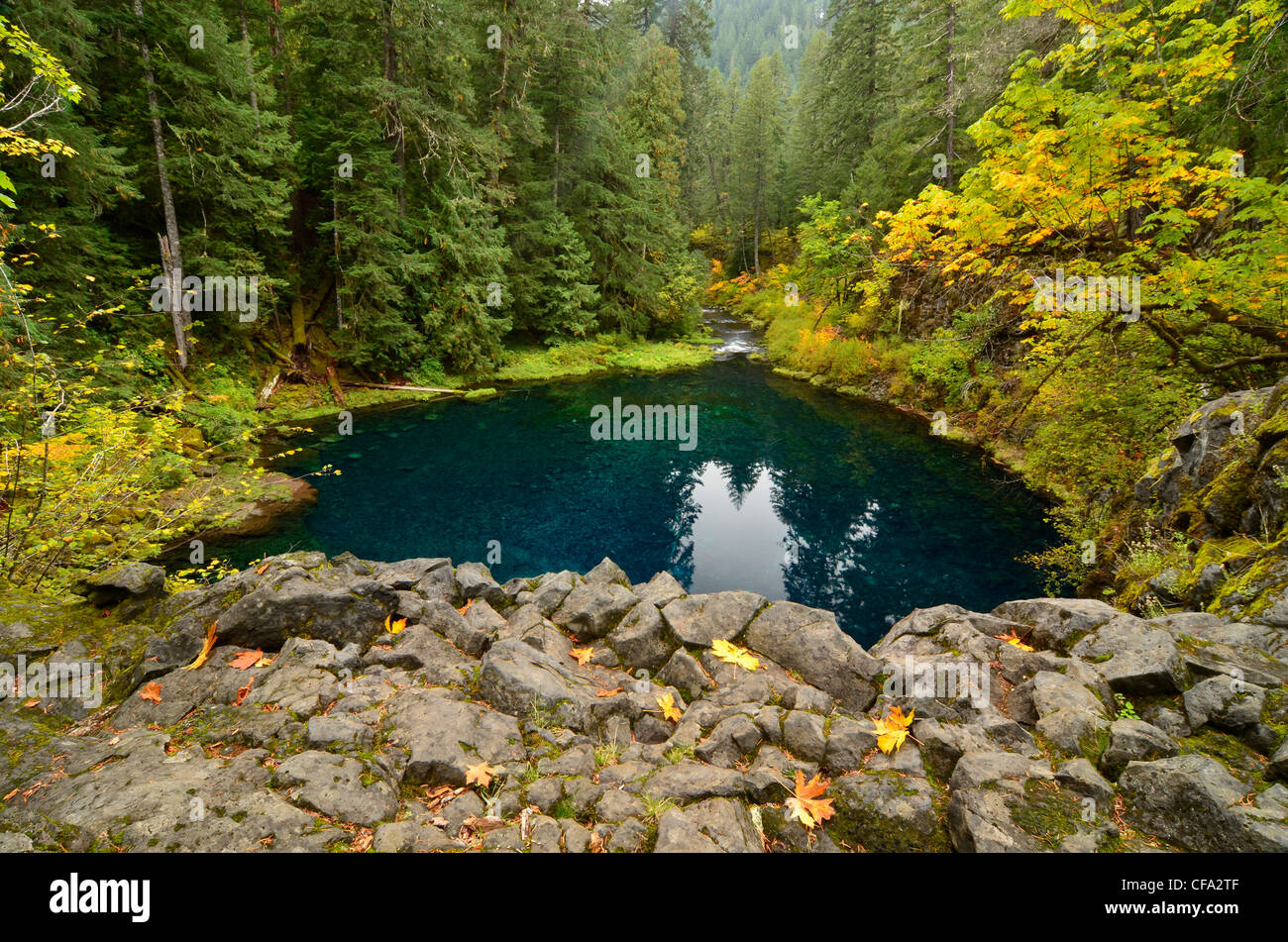 Tamolitch, une piscine extérieure et alimenté par la rivière McKenzie dans l'Oregon est des Cascades. Banque D'Images