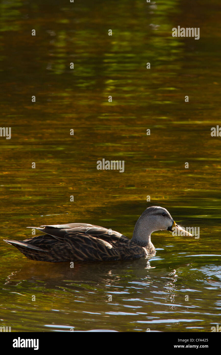 Canard tacheté américaine sur l'eau (Anas fulvigula) Banque D'Images