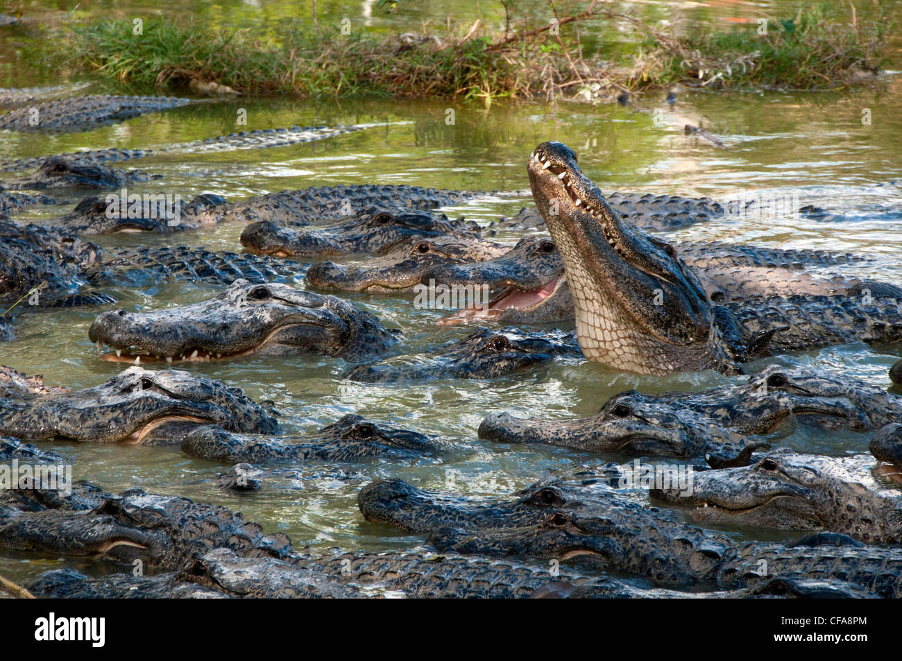 everglades usa