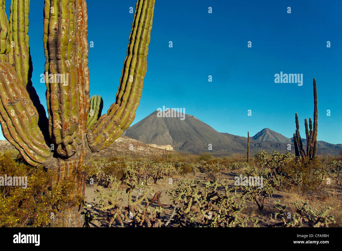 3 vierges, volcan, réserve de la biosphère de vizcaino, Baja, au Mexique, nature, cactus, cactus Banque D'Images