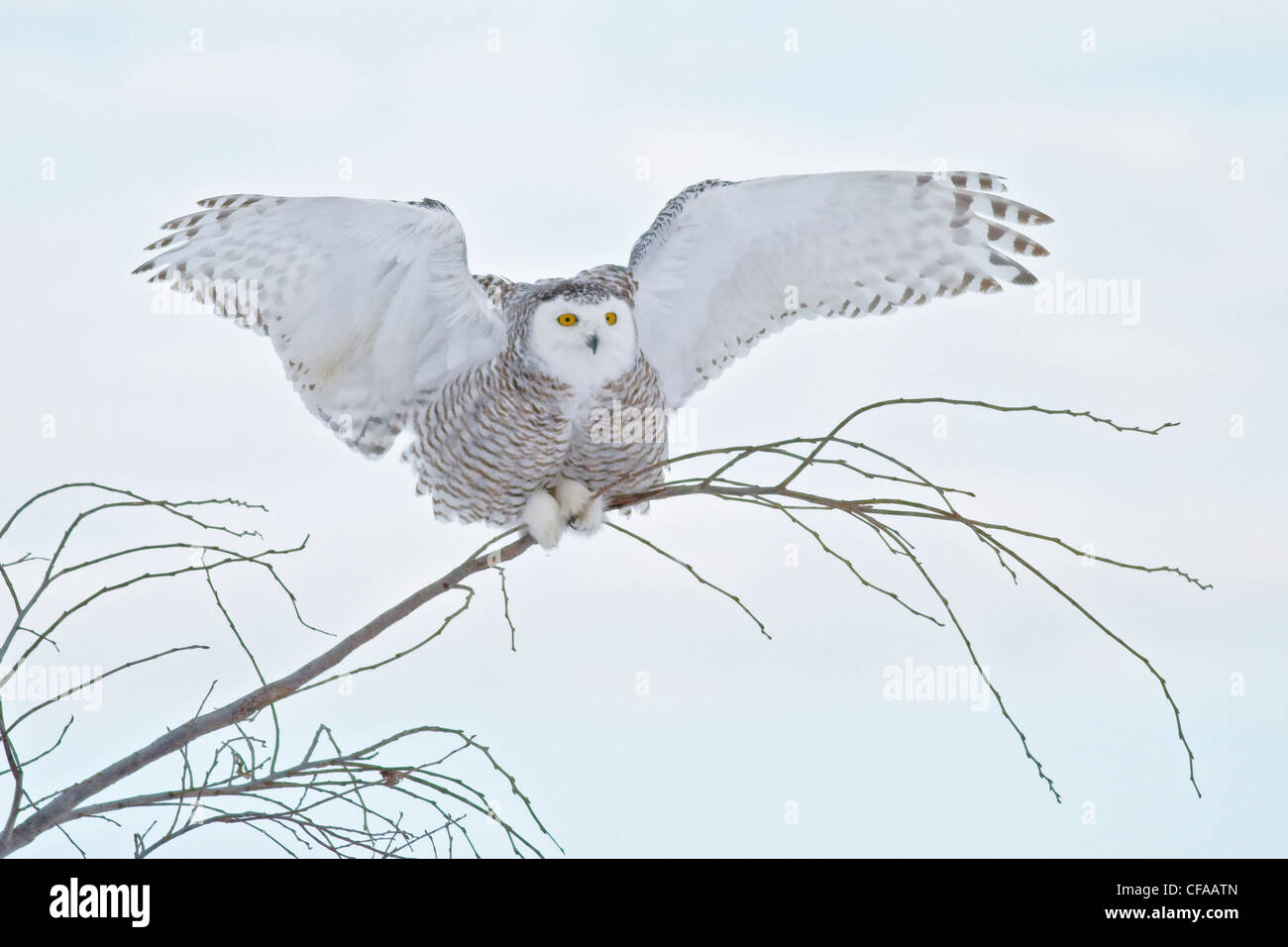 Le harfang des neiges (Bubo scandiacus) perché dans un arbre et de chasser une proie. Banque D'Images Le harfang des neiges (Bubo scandiacus) perché dans un arbre et de chasser une proie. Banque D'Images