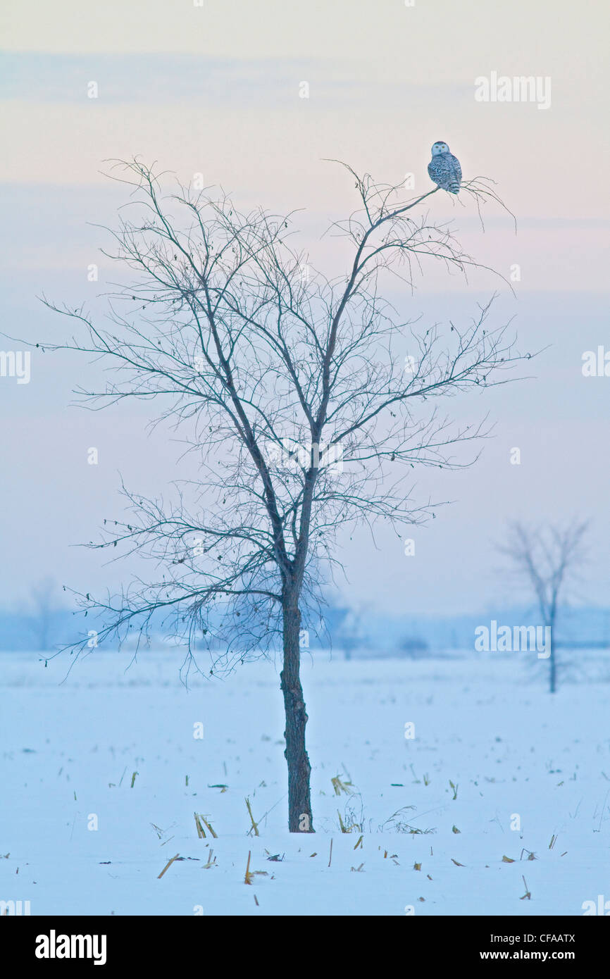Le harfang des neiges (Bubo scandiacus) perché dans un arbre. Banque D'Images