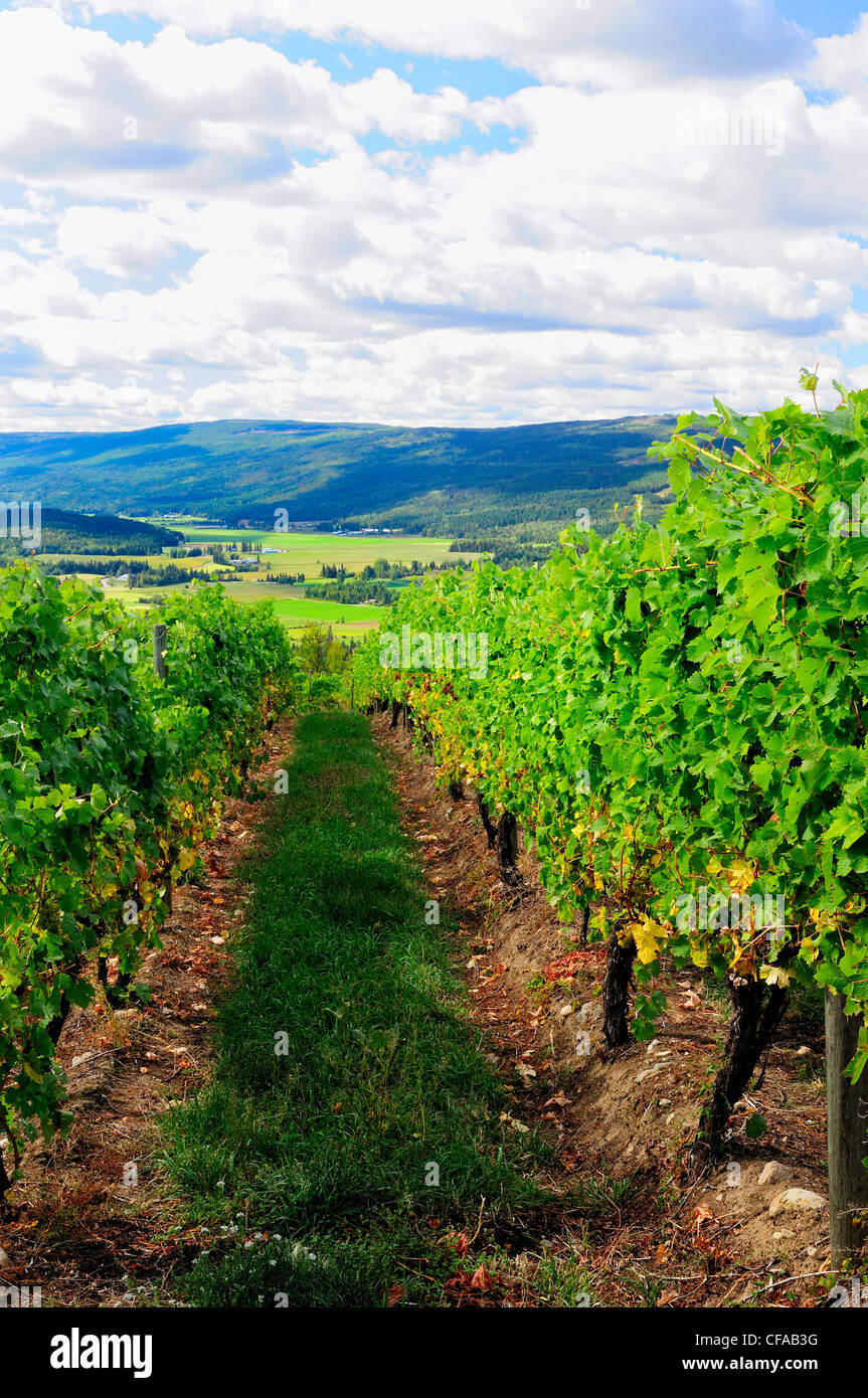 Vigne à mélèze Hills Winery et Deep Creek Valley près de Enderby, en Colombie-Britannique, Canada. Banque D'Images
