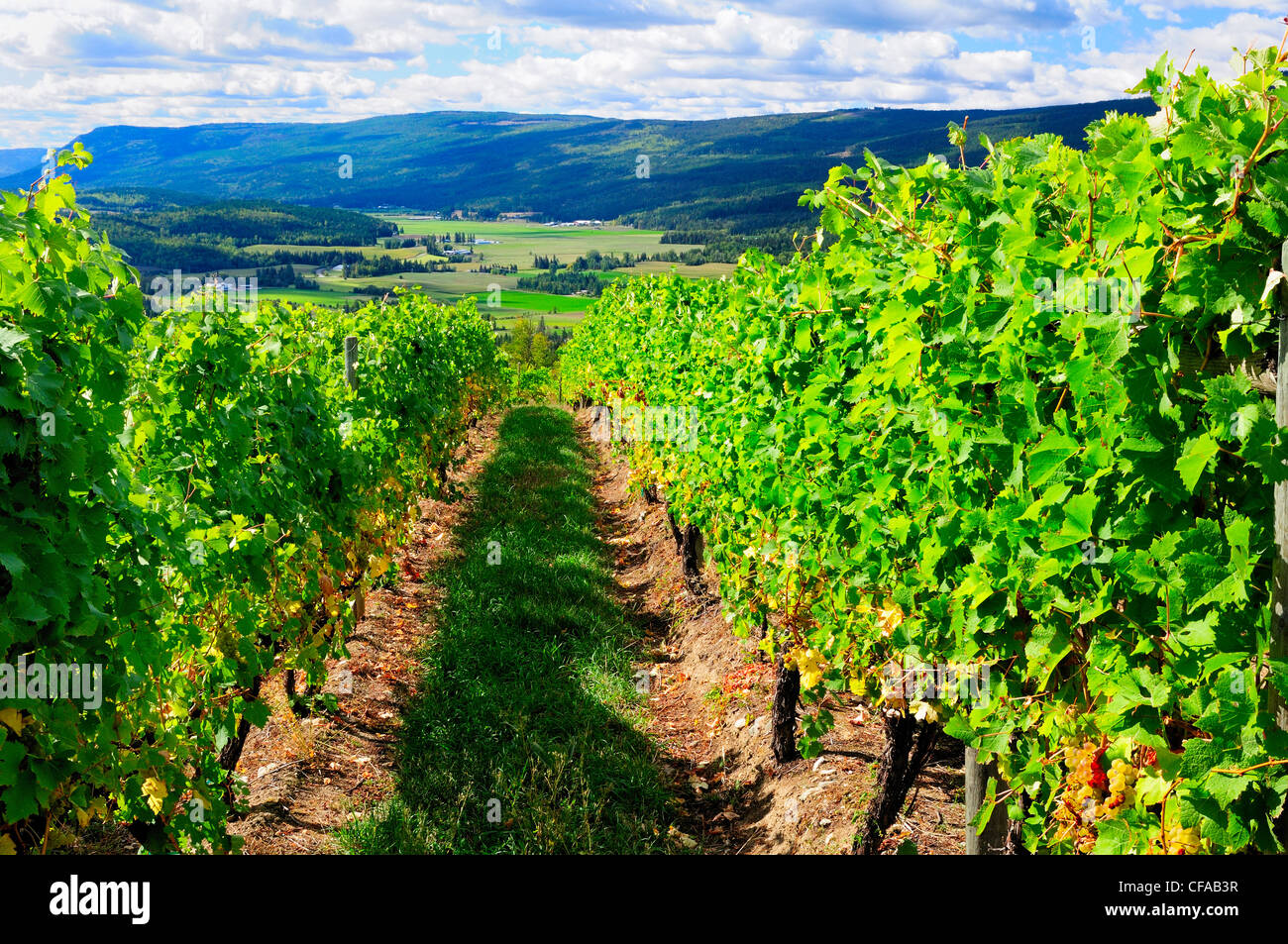 Vigne à mélèze Hills Winery et Deep Creek Valley près de Enderby, en Colombie-Britannique, Canada Banque D'Images