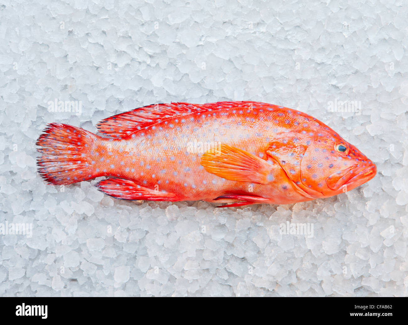 Close up of poisson perroquet sur lit de glace Banque D'Images