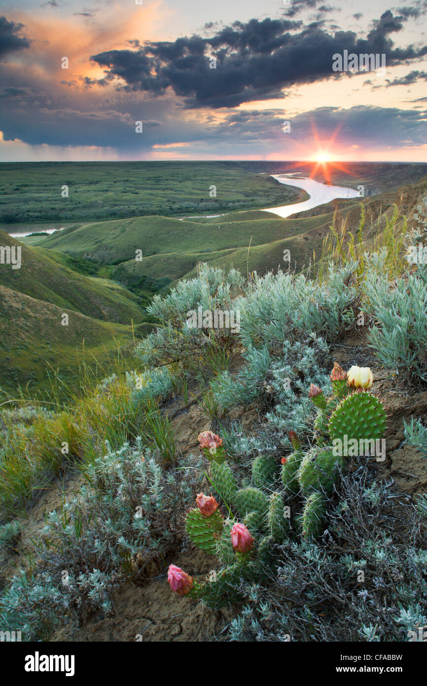 Le figuier de Barbarie et de cactus boule le long de la rim du canyon de la rivière Saskatchewan Sud, près de chef, Saskatchewan, Canada. Banque D'Images