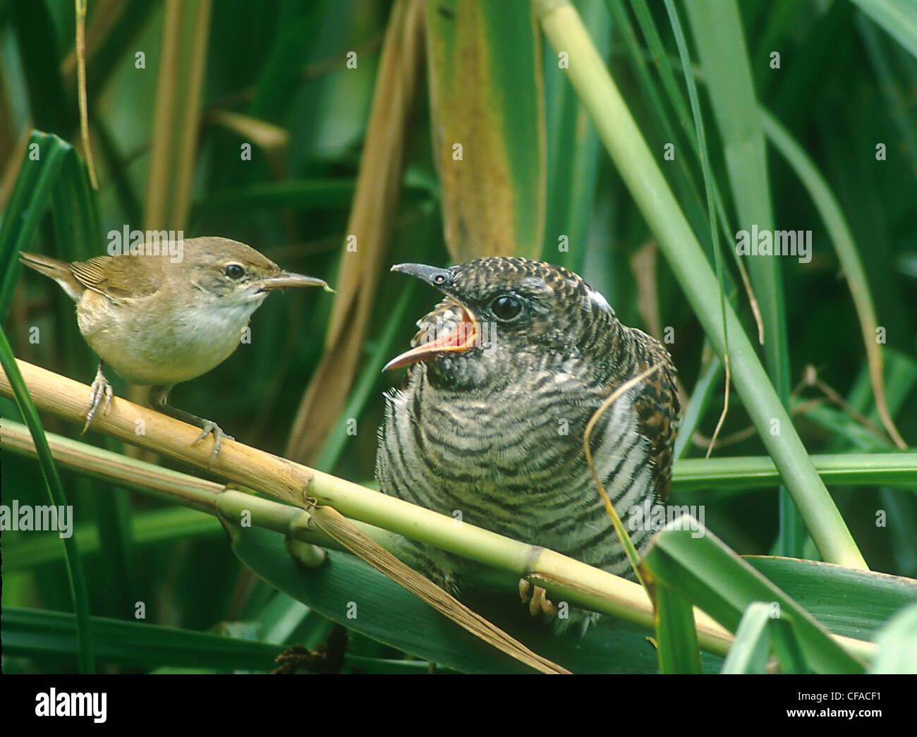 Reed Warbler un grand poussin coucou qui vient de l'envol du nid parulines reed Banque D'Images