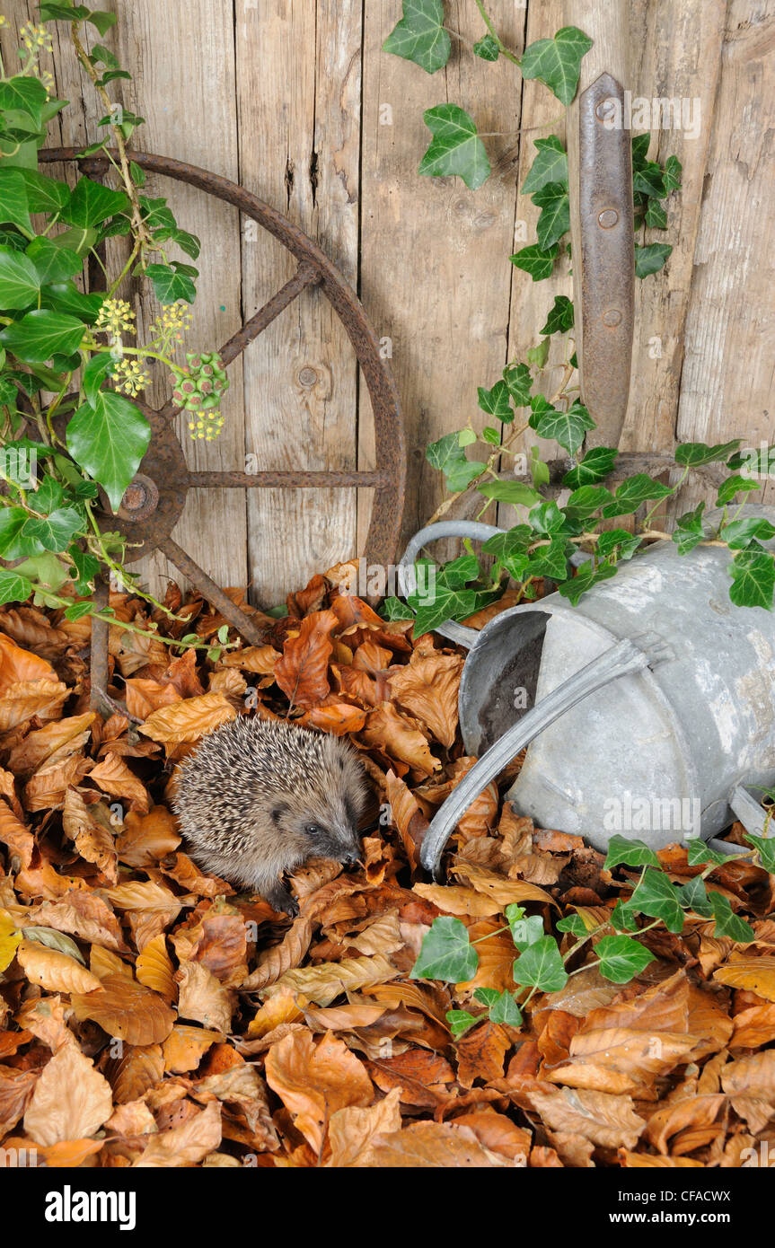 Hérisson (erinaceus europaeus) en quête de nourriture en jardin urbain entre les pots de terre cuite et les feuilles d'automne. UK Banque D'Images