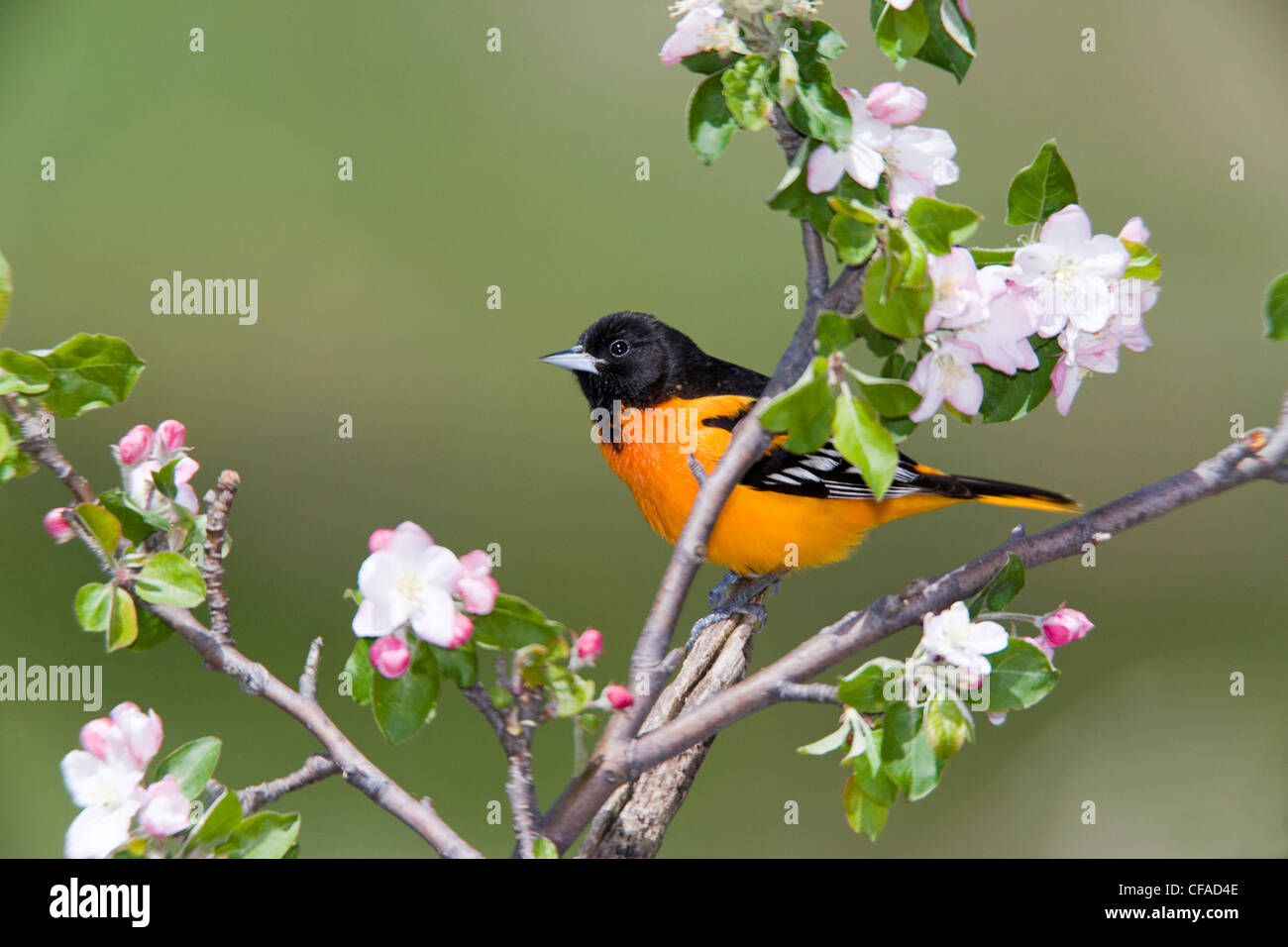 L'Oriole de Baltimore (Icterus galbula), au cours de la migration printanière, le parc provincial Rondeau, l'Ontario, Canada. Banque D'Images