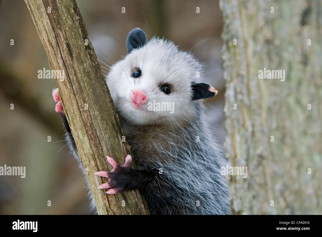 L'Opossum de Virginie (Didelphis virginiana) s'accroche à l'arbre pendant l'hiver, le Parc National de la Pointe Pelée, en Ontario, Canada. Banque D'Images