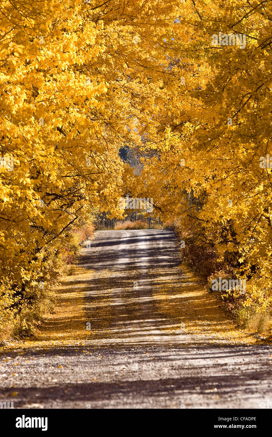Chemin de campagne en automne dans la région de Crowsnest Pass, Alberta, Canada Banque D'Images