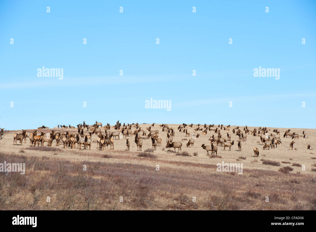 Le wapiti (Cervus elaphus) troupeau composé de femmes jeunes taureaux et de jeunes animaux. Sud-ouest de l'Alberta au Canada. Banque D'Images
