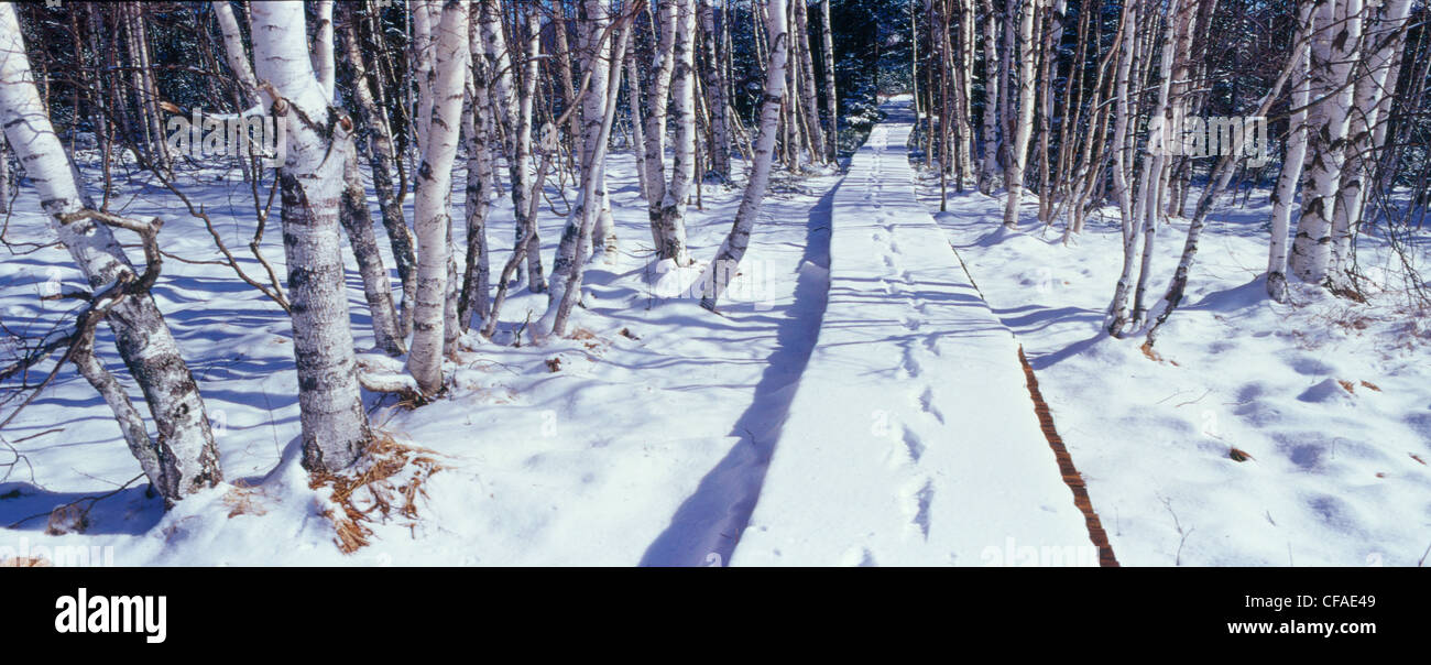 Sentier, sentier, avec des pistes dans la neige en mettant l'idée de quitter, partir , Bohmer Wald, République Tchèque Banque D'Images