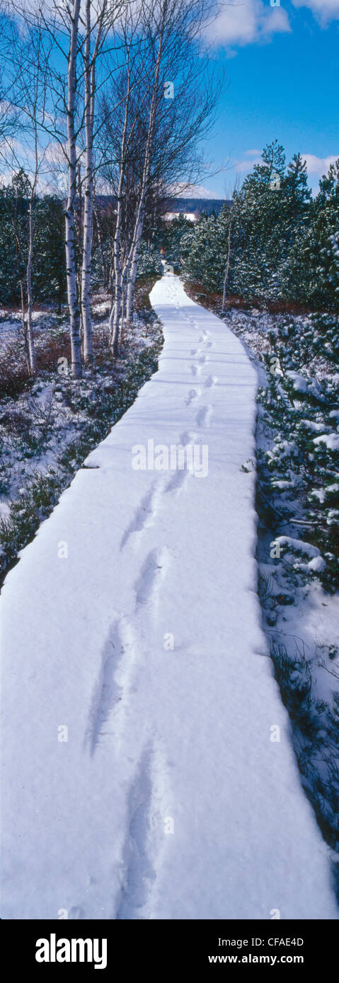 Sentier, sentier, avec des pistes dans la neige en mettant l'idée de quitter, partir , Bohmer Wald, République Tchèque Banque D'Images