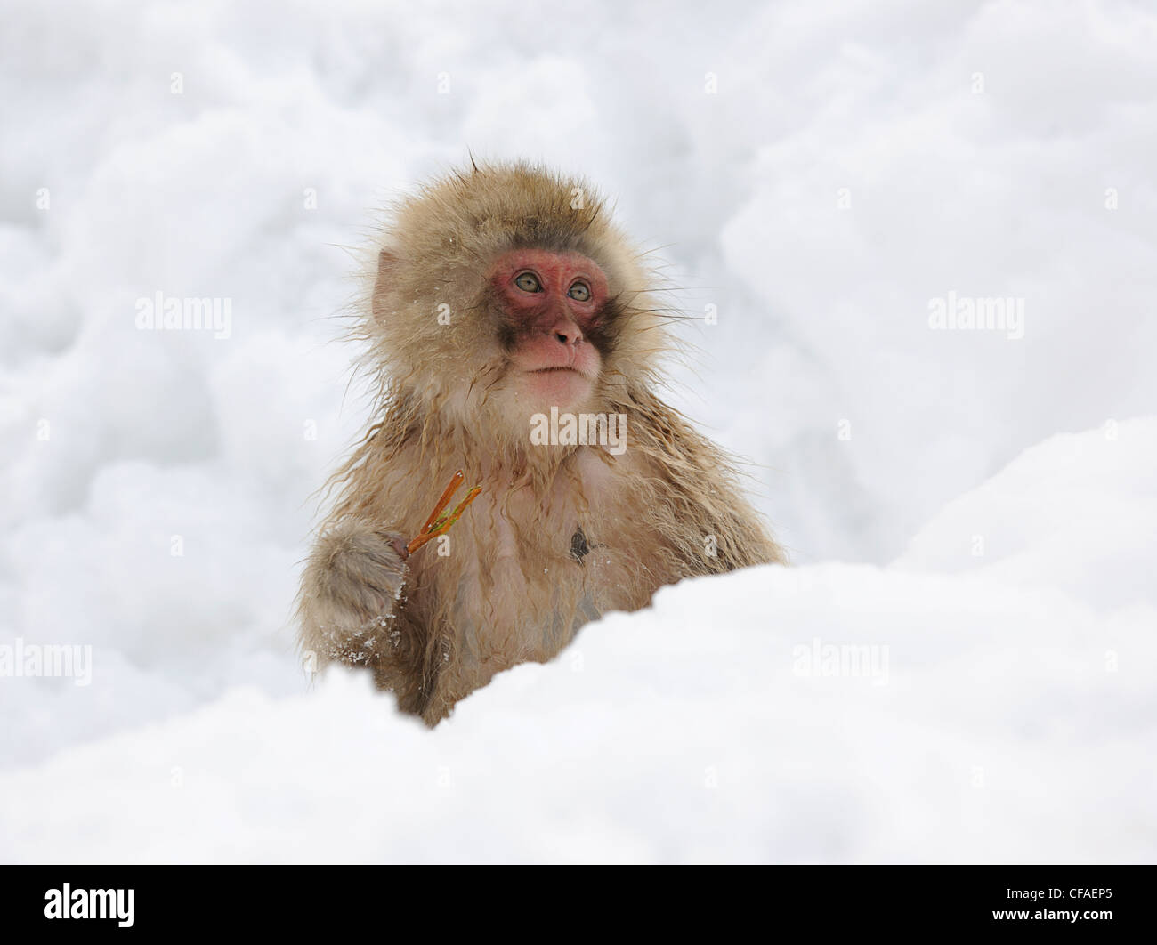 Macaque japonais ( Snow Monkey ) Japon Banque D'Images