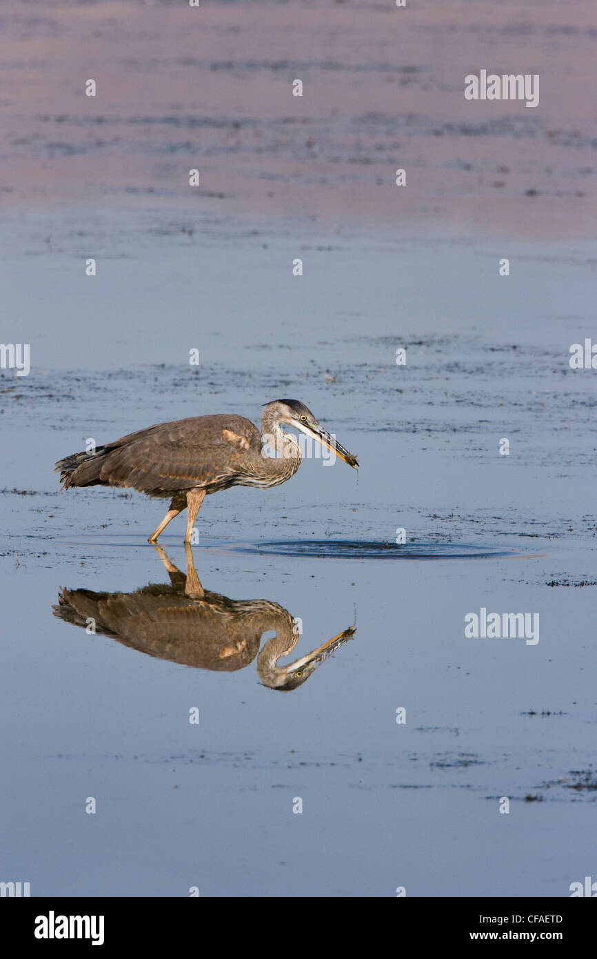 Grand héron (Ardea herodias), de manger les petits poissons, l'Ours, Refuge d'oiseaux migrateurs de la rivière de l'Utah. Banque D'Images