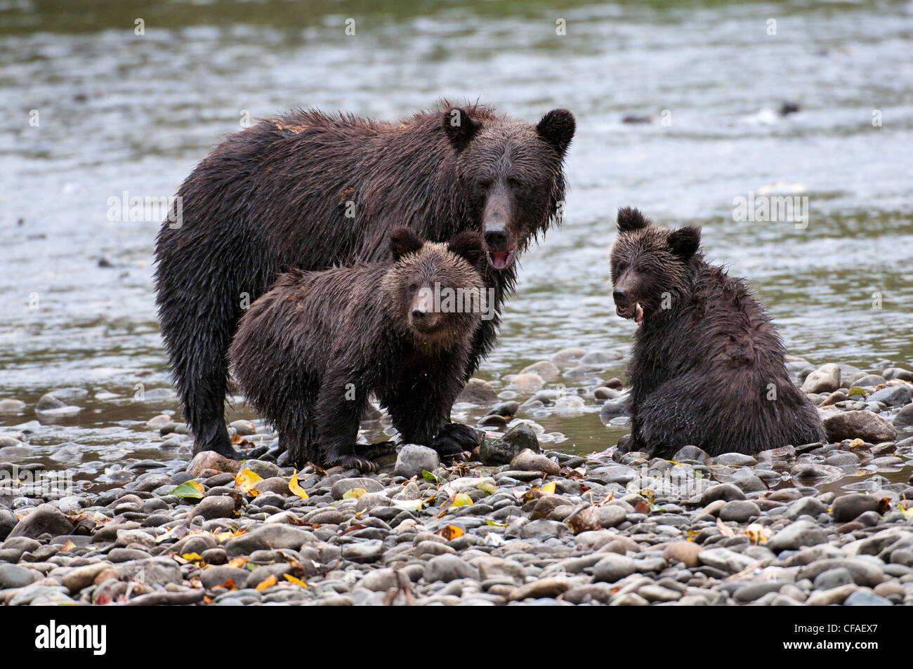 Ours grizzli (Ursus arctos horriblis), femme et petits de l'année la consommation de saumon (Oncorhynchus sp.), la côte de la Colombie-Britannique. Banque D'Images