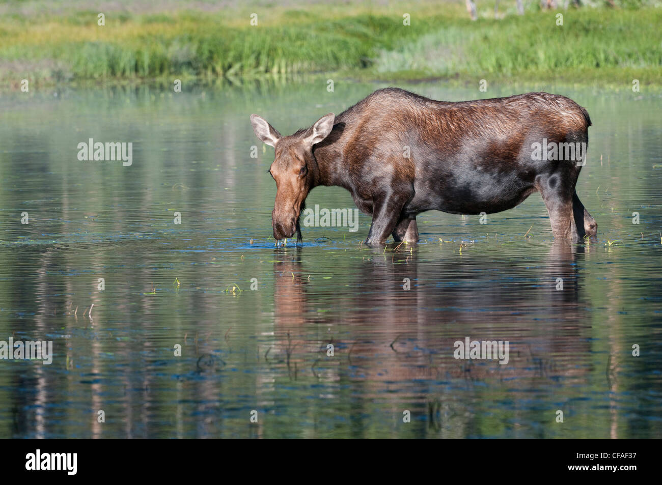 L'orignal (Alces alces shirasi), vache mangeant la végétation aquatique, Roosevelt National Forest, Colorado. Banque D'Images