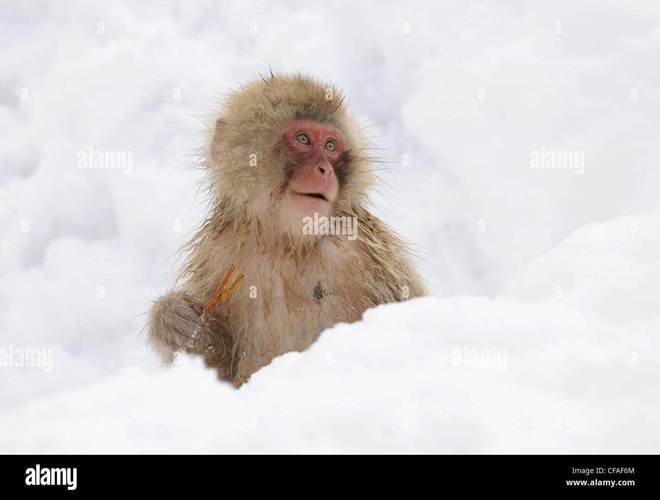 Macaque japonais ( Snow Monkey ) Japon Banque D'Images