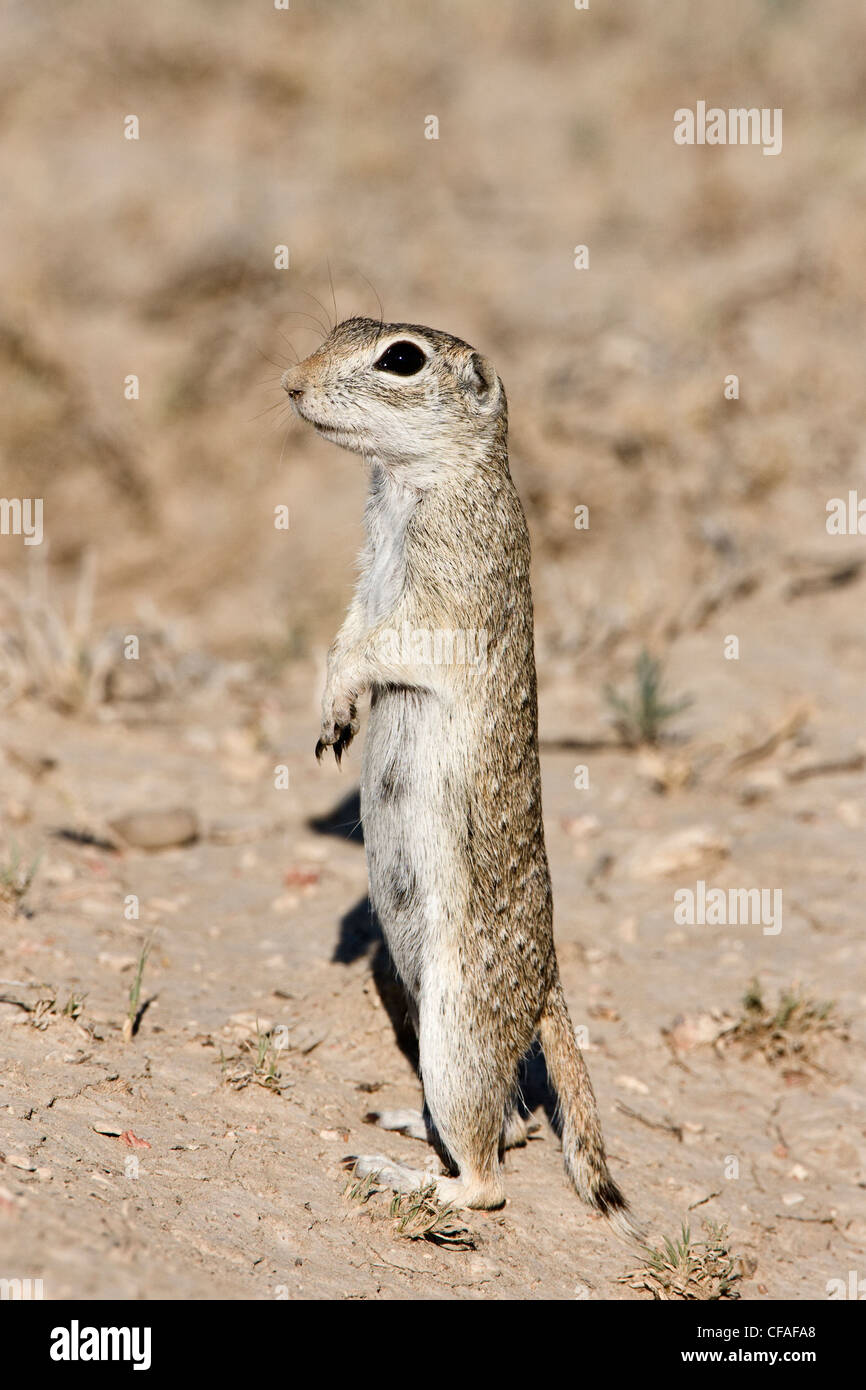 Repéré (Spermophilus spilosoma), Pueblo West, Colorado. Banque D'Images