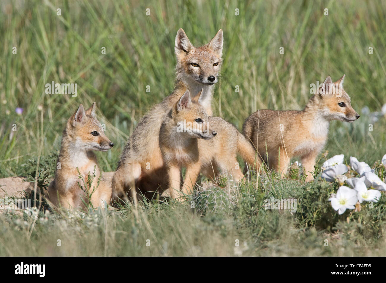 Le renard véloce (Vulpes velox) kits adultes den entre gumbo Banque D'Images