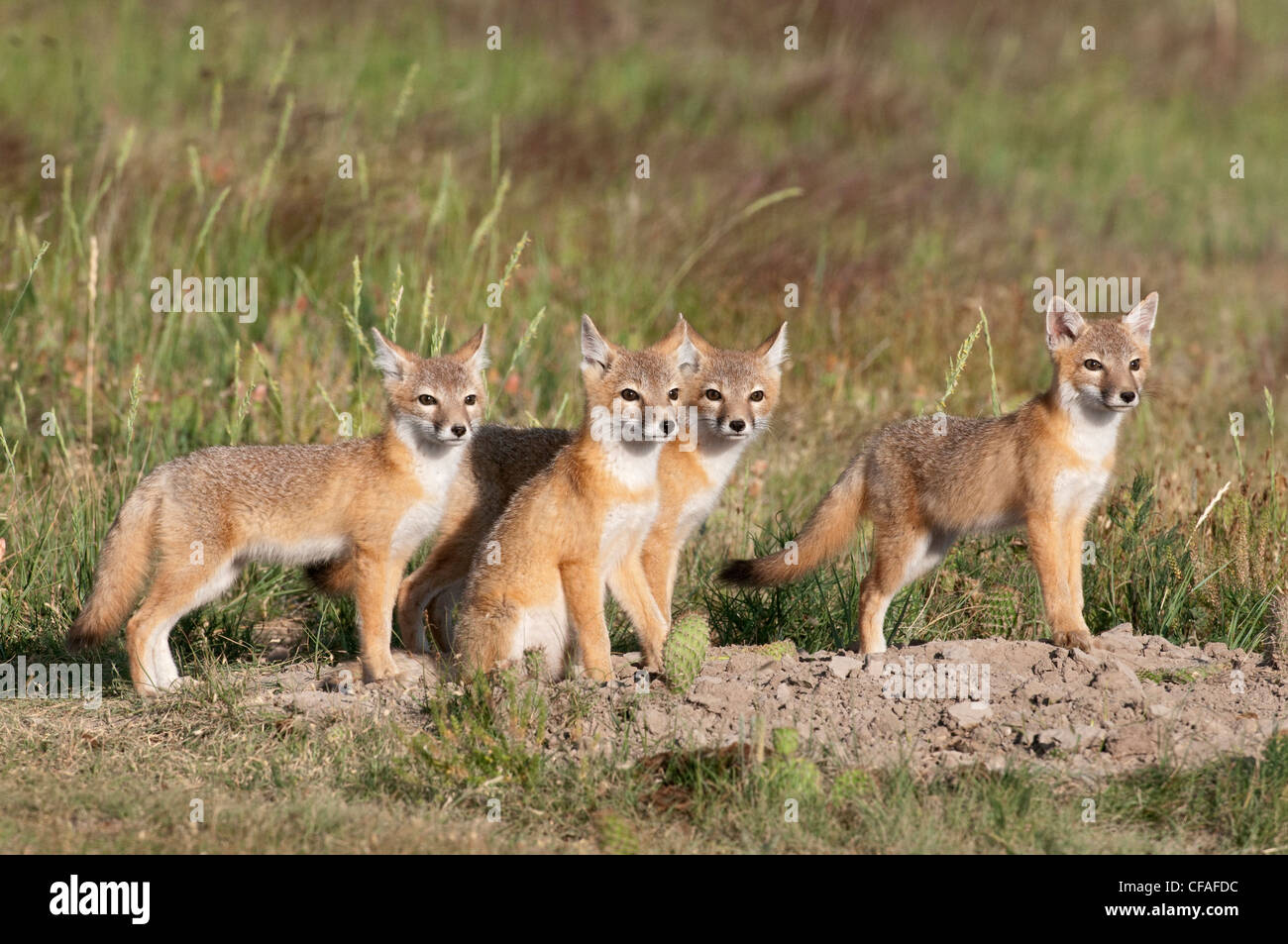 Le renard véloce (Vulpes velox), kits à den, près de Pawnee National Grassland, Colorado. Banque D'Images