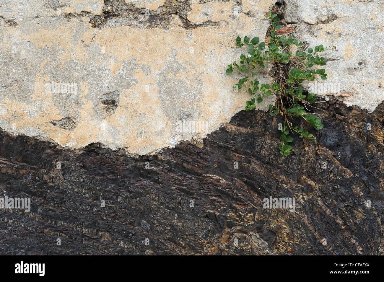 L'Italie, l'île d'Elbe, l'île d'Elbe, Toscane, Portoferraio, fer à repasser, rock, pierre, métaux ferreux, la géologie, l'usine, wallflower Banque D'Images