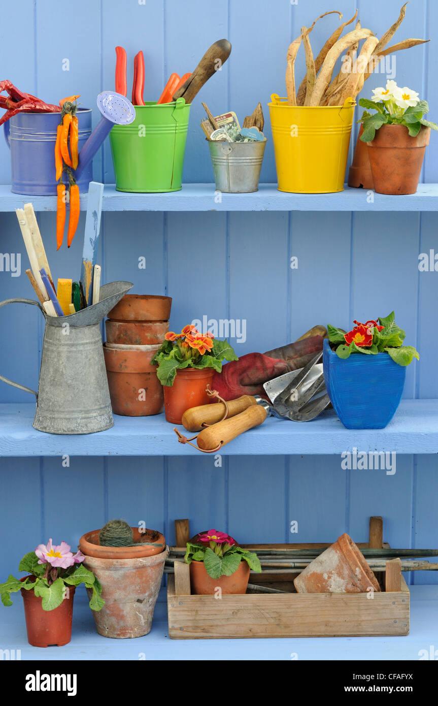 Scène de rempotage de printemps avec des étagères contenant des primevères, jardin coloré de seaux et de bribes de jardinage. Banque D'Images