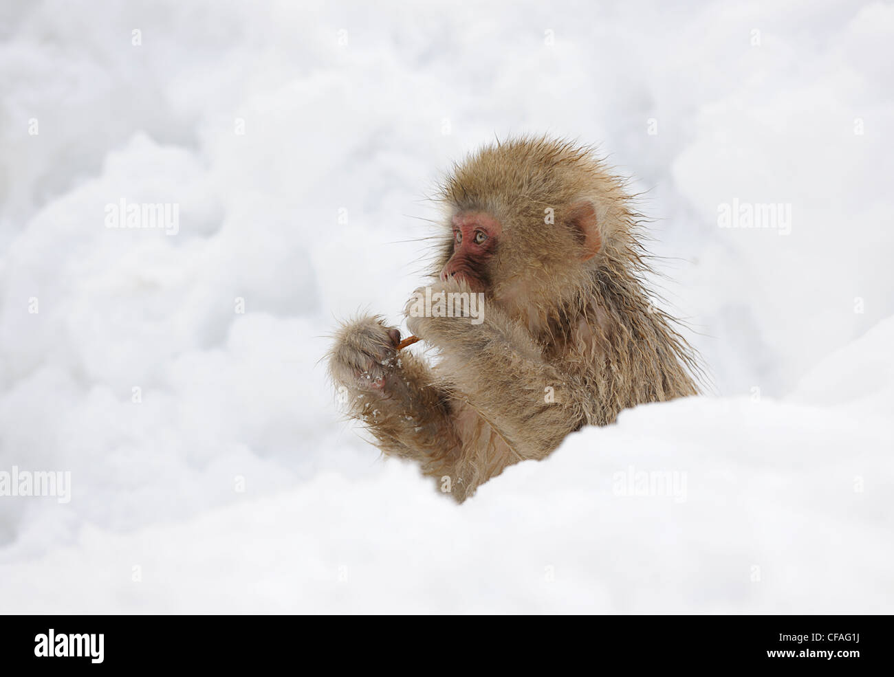 Macaque japonais ( Snow Monkey ) Japon Banque D'Images