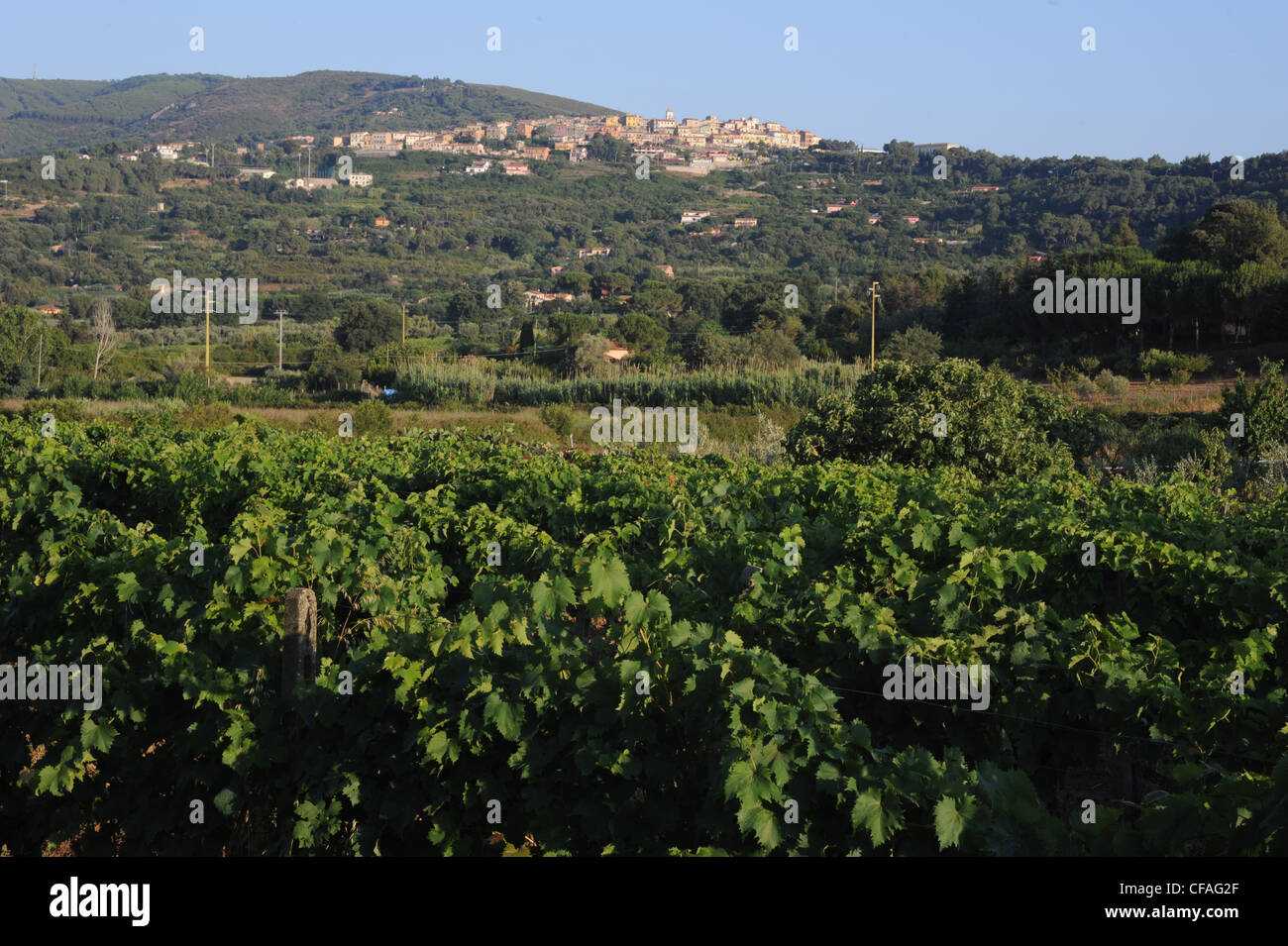 L'Italie, l'île d'Elbe, l'île d'Elbe, Toscane, Capoliveri, village, Hill, la culture du vin, de l'agriculture, de la viticulture, Banque D'Images